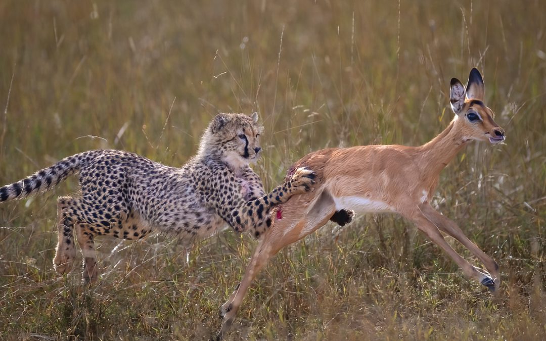 8 Day Maasai Mara Photo Safari – Kenya