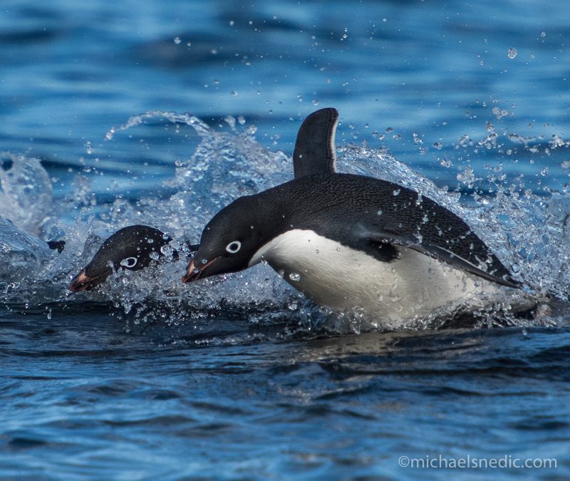 Photographing Birds – Capturing Behaviour