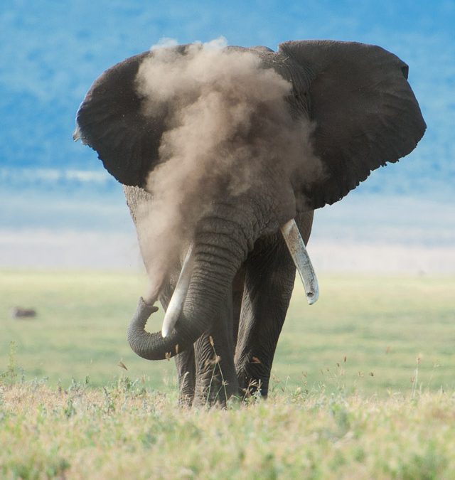 African Elephant in Cloud of Dust