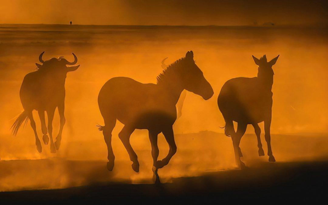 What Animals Will You See on a Maasai Mara Photo Safari?