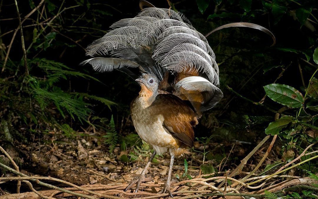 Courting Albert’s Lyrebird