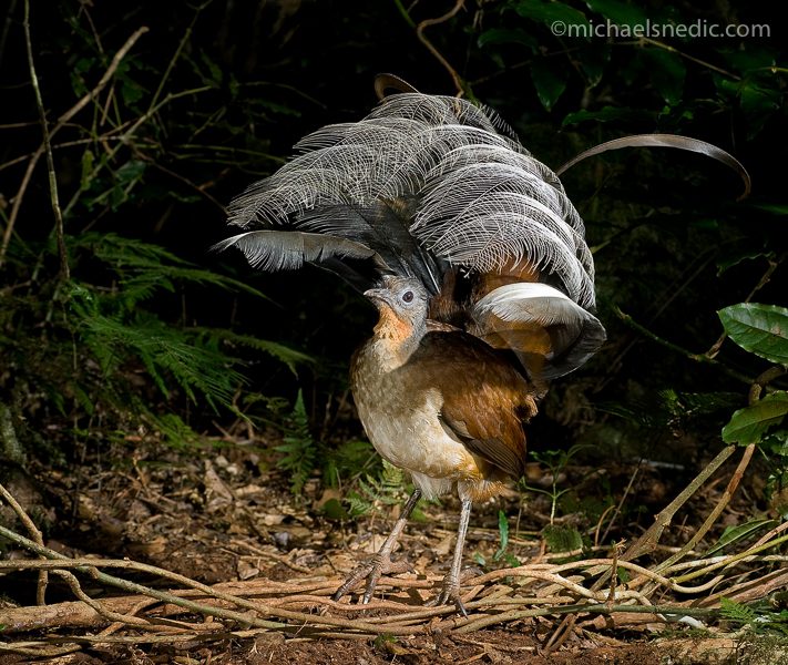 Albert's Lyrebird displaying