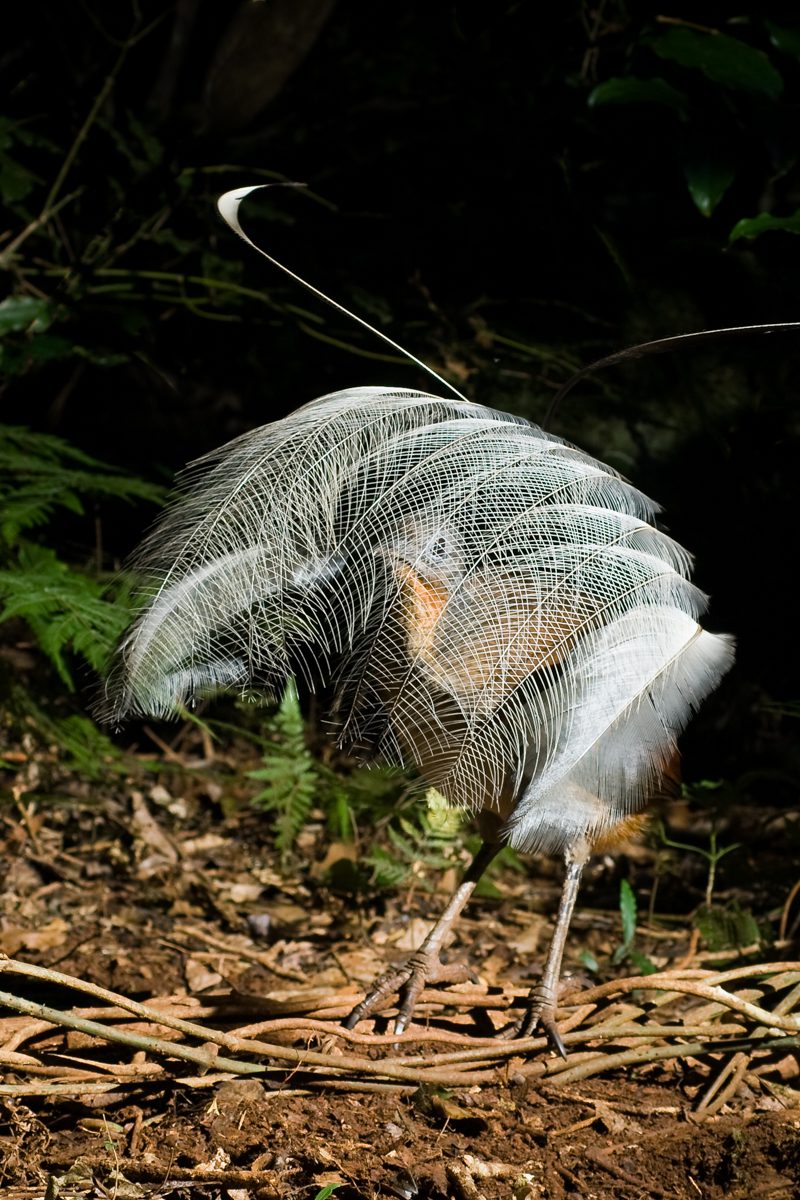 Alberts-Lyrebird-displaying
