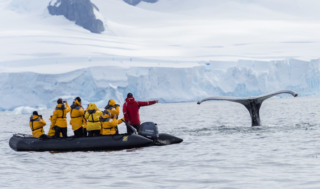 Amazing whale encounter in Antarctica