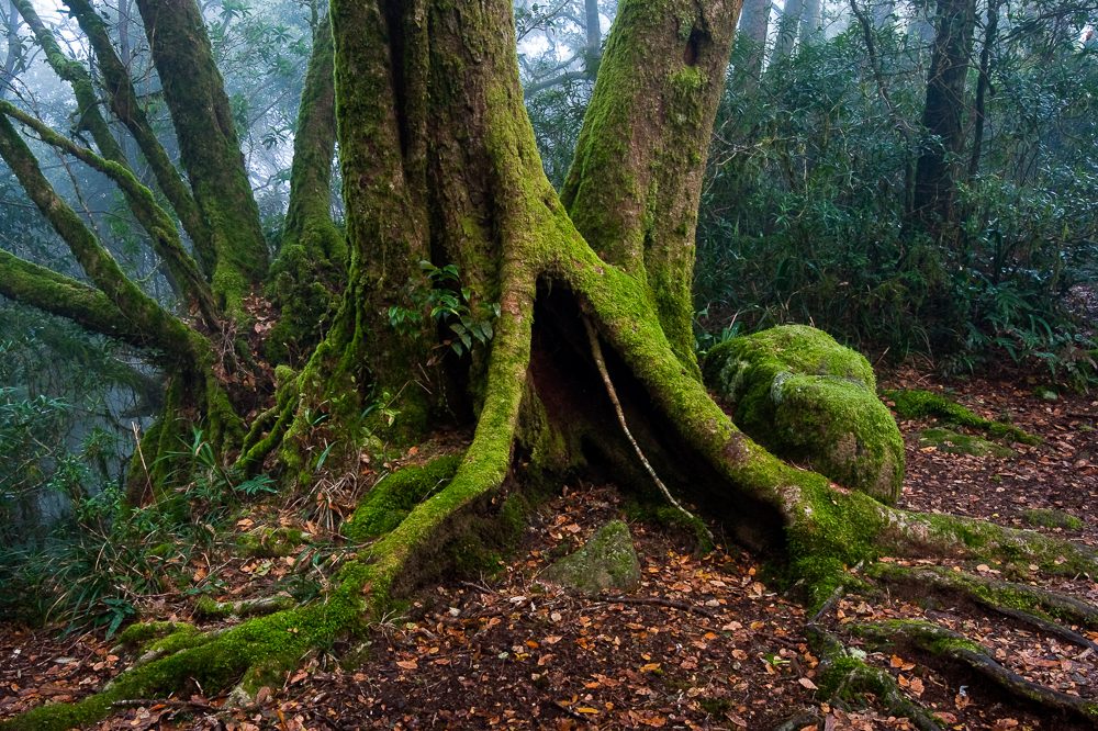 Antarctic Beech Nothofagus moorei, Lamington National Park. With its vast area of undisturbed, old-growth rainforest, heavy rainfall and rich volcanic soils, Lamington provides ideal habitat for the Noisy Pitta.