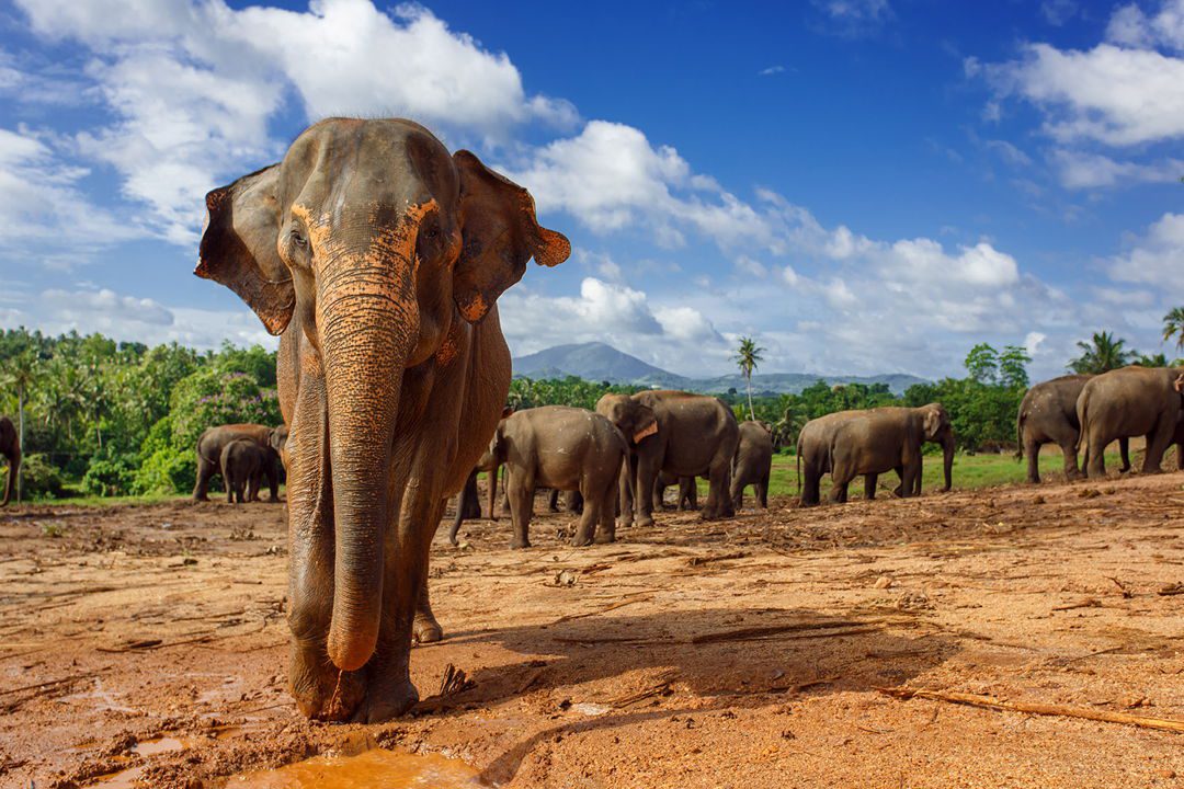 Asian Elephants