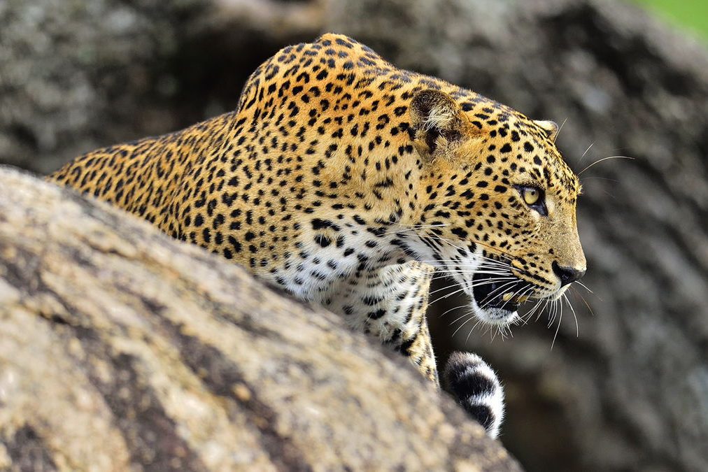Asian Leopard