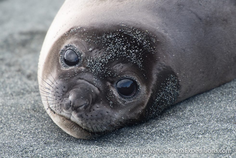 Baby Elephant Seal 