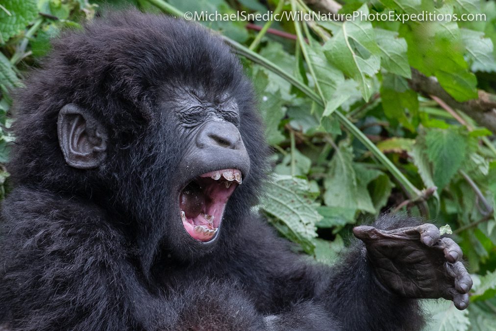 Laughing Baby Mountain Gorilla Rwanda Africa