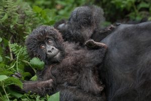 Baby Mountain Gorilla