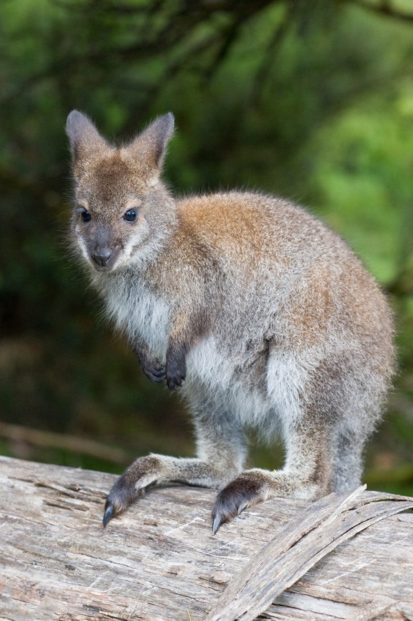 Bennett's Wallaby