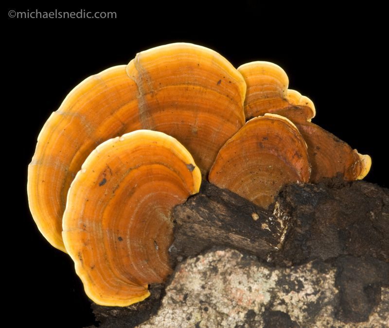 Tips For Achieving Better Photos Of Fungi