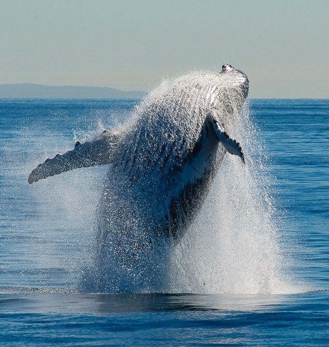 Breaching Humpbacked Whale