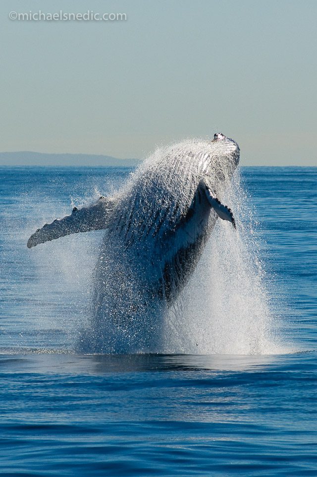 Breaching Humpbacked Whale