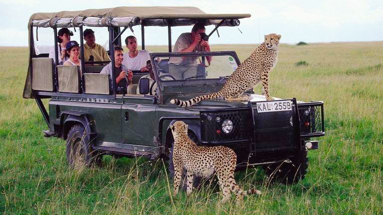 Cheetah encounter - Kenya, Africa