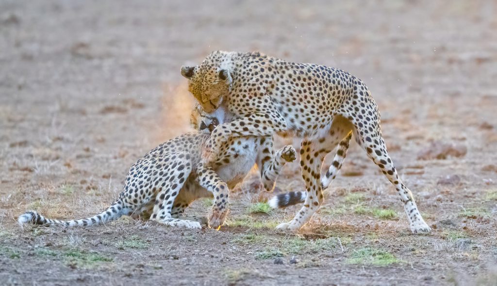 Cheetahs at Play