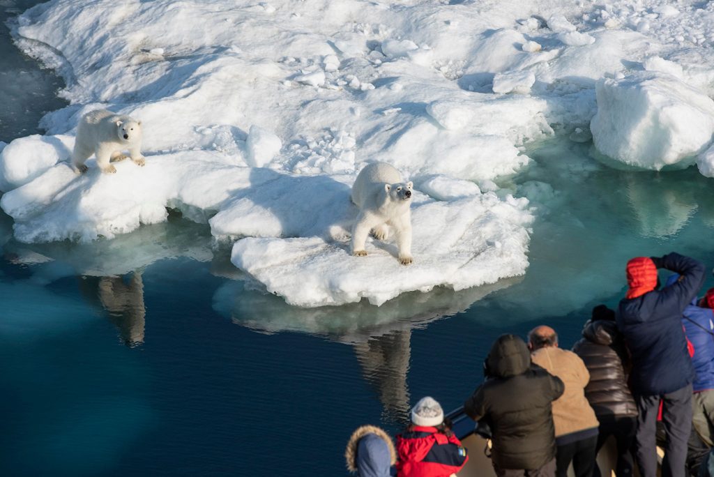 Close Up Polar Bears