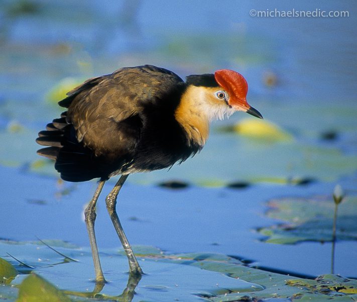 Comb-crested Jacana