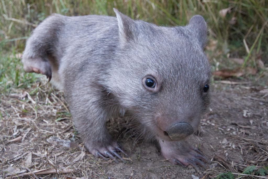 Common Wombat