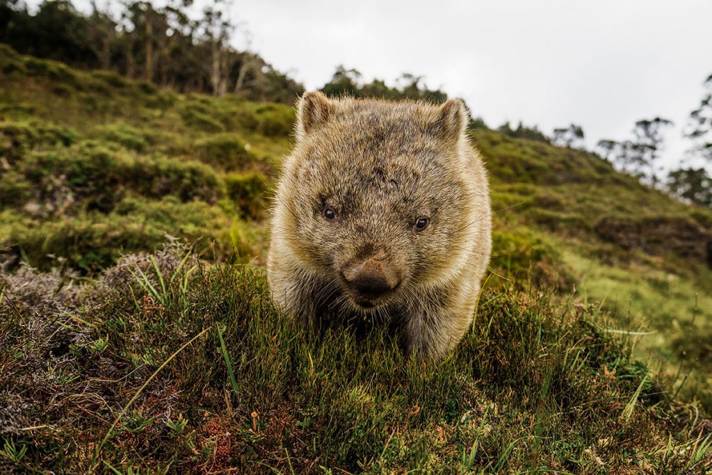 Wombat at Cradle Mountain, Tasmania