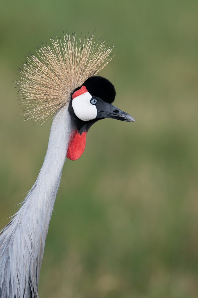 Crowned Crane