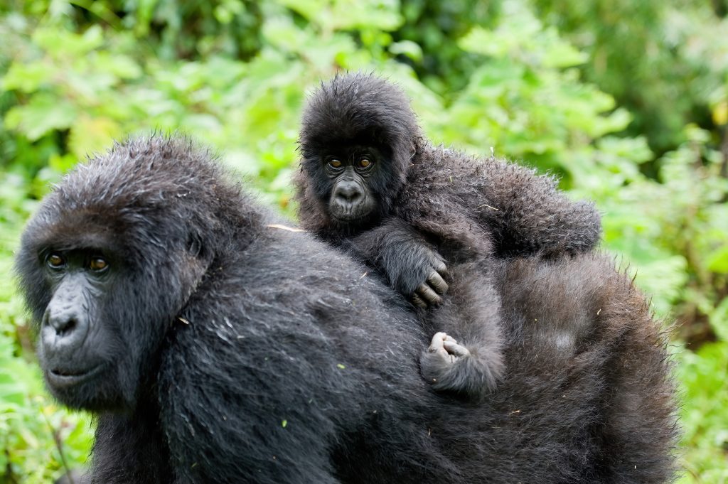 Cute Baby Mountain Gorilla