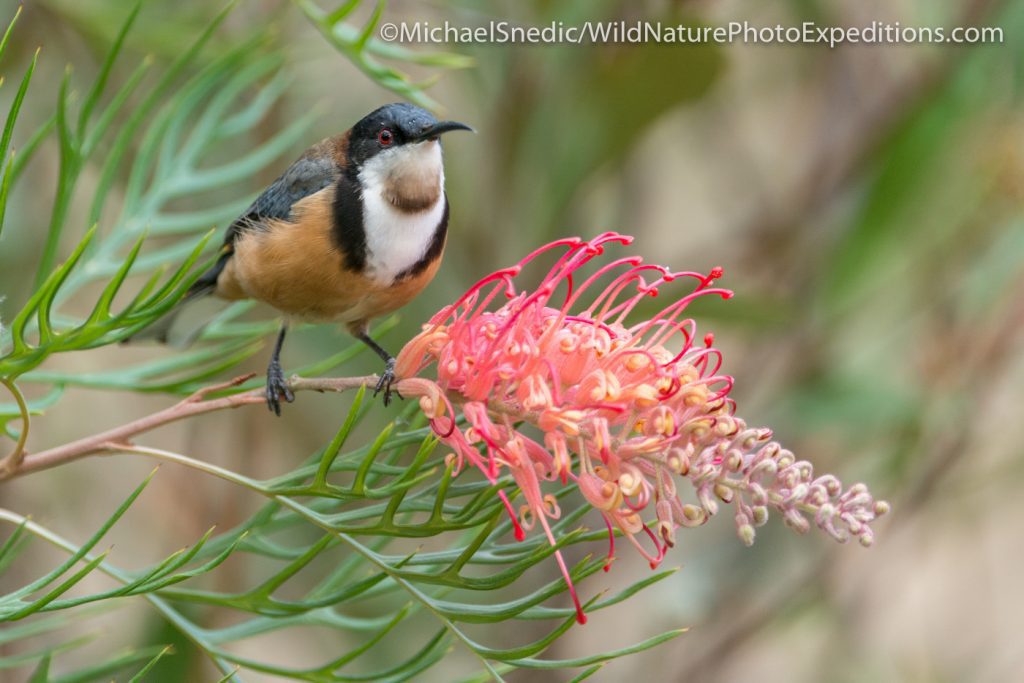 Eastern Spinebill