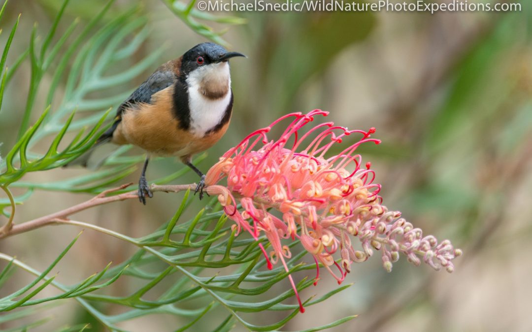 How To Photograph Birds in Lamington National Park (Green Mountains section)