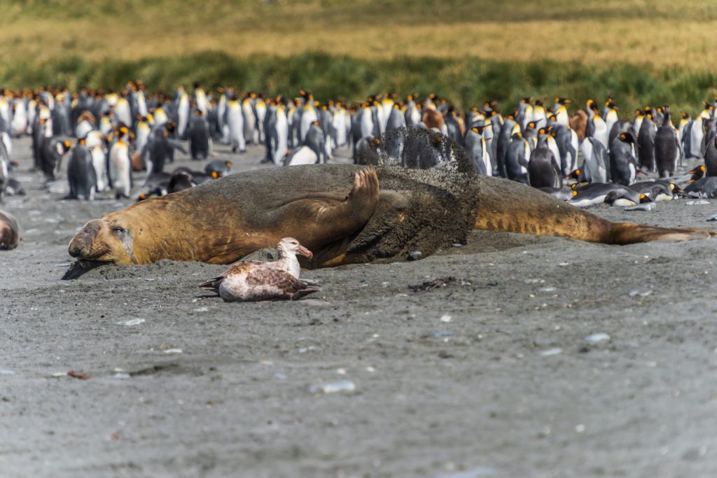 Elephant Seal and Penguins