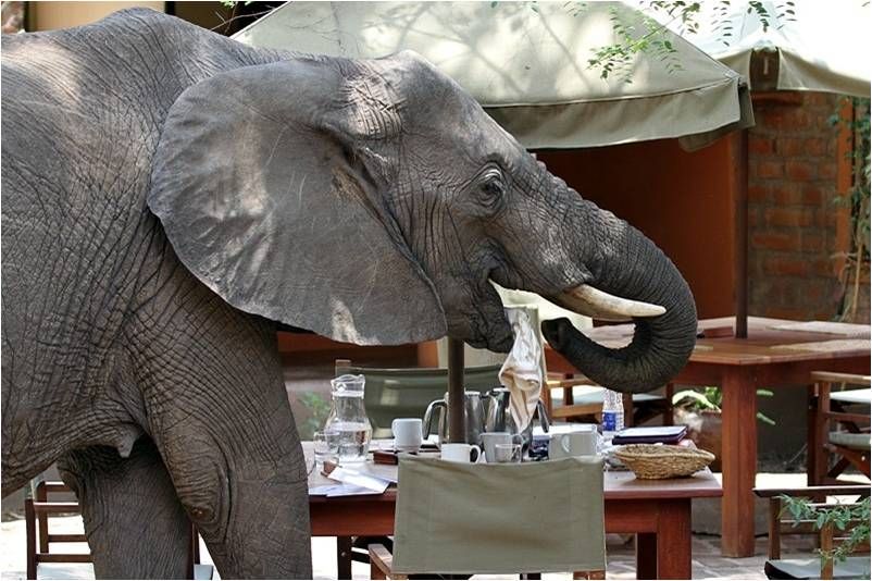 Elephant at breakfast
