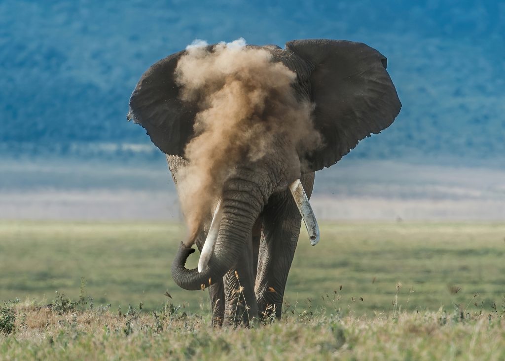 Elephant_Puffing_Dust