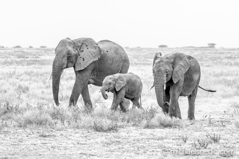 Unleash the Beast: How To Take Great Wildlife Shots – 12 Tips