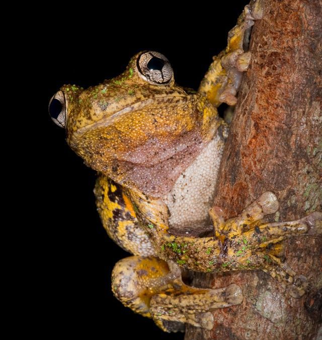 Emerald-Spotted Treefrog