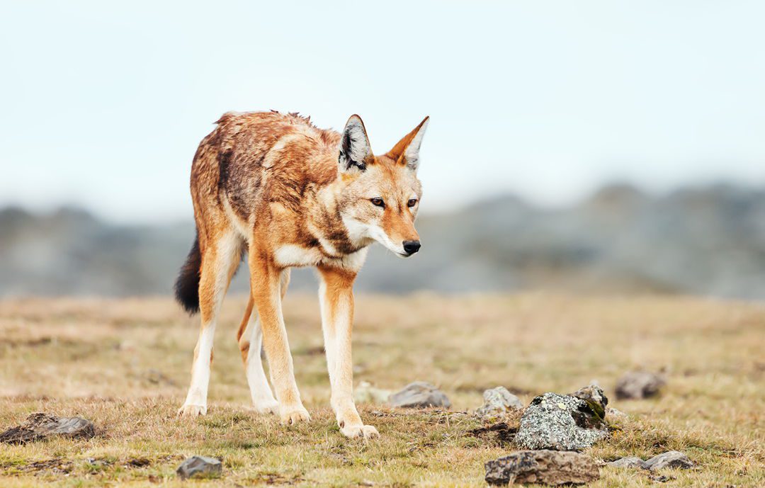 Ethiopian Wolf