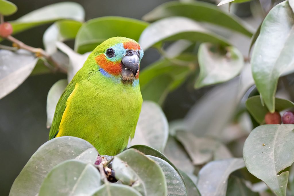 Double-eyed Fig Parrot (Cyclopsitta diophthalma)