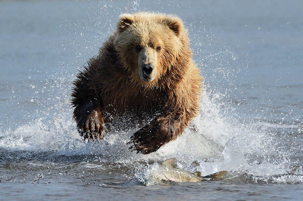 Fishing Bear Alaska