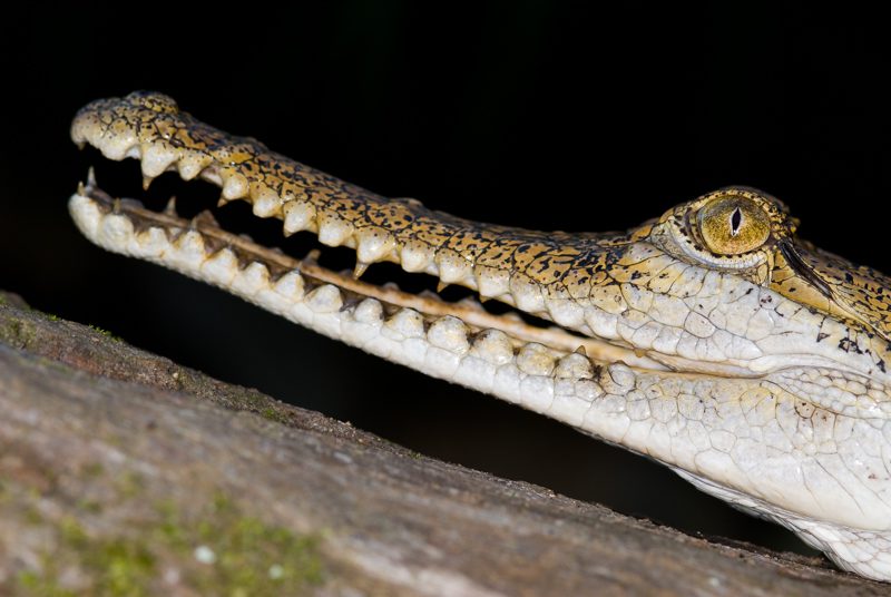 Fresh-water Crocodile