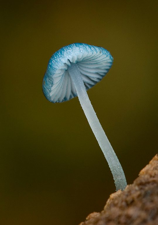 Fungi in the Tarkine