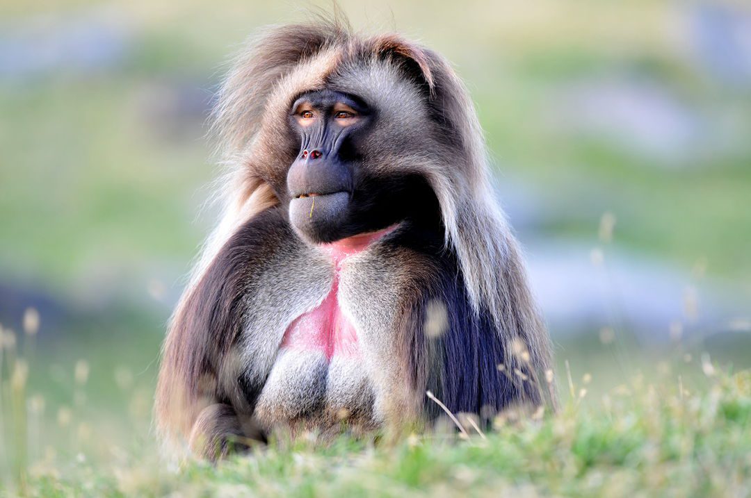 Gelada Baboon