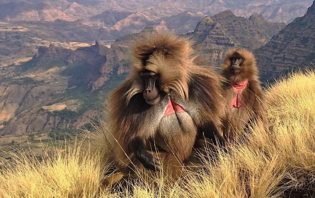 Gelada Baboons
