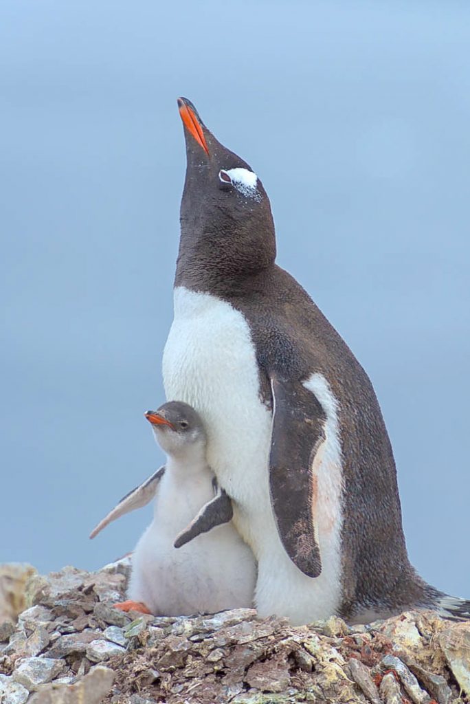 Gentoo Pengion with chick - Antarctica