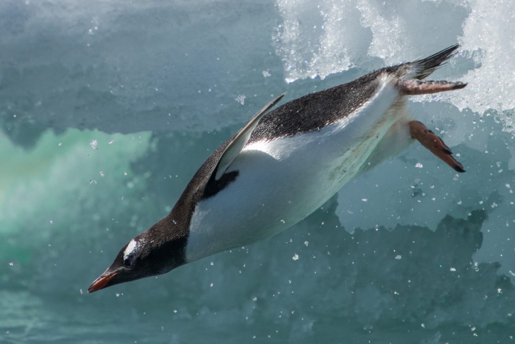Gentoo penguin diving