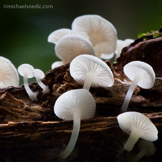 Top 6 Photography Tips for Great Macro Shots
