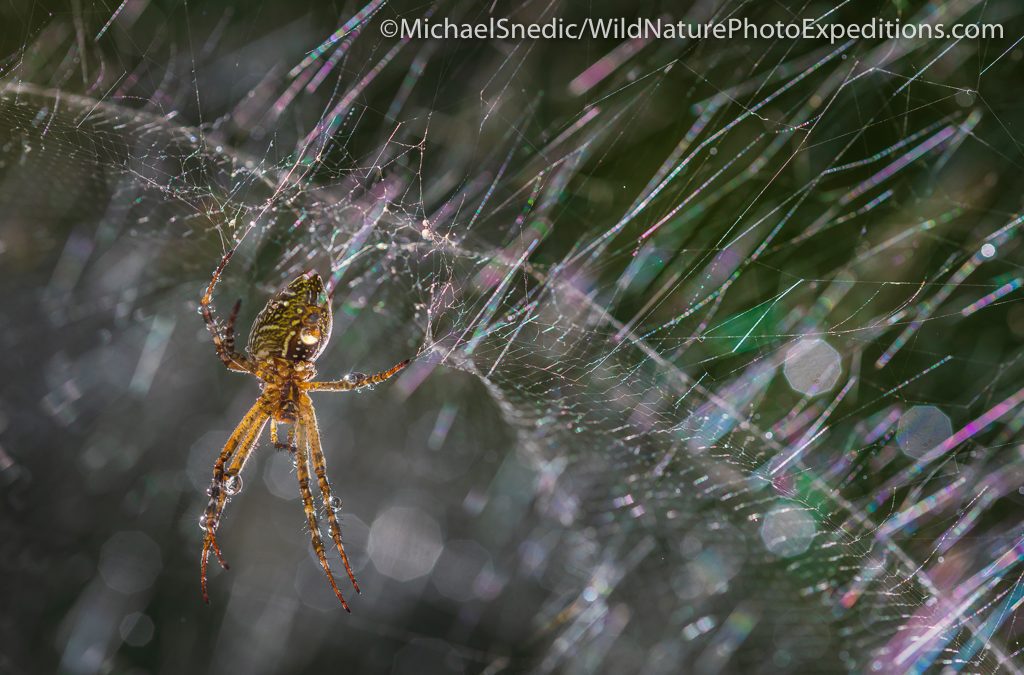 How To Capture Creative Photos In Nature