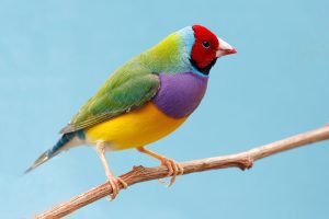 Beautiful,Multi,Colored,Gouldian,Finch,Bird,From,Australia