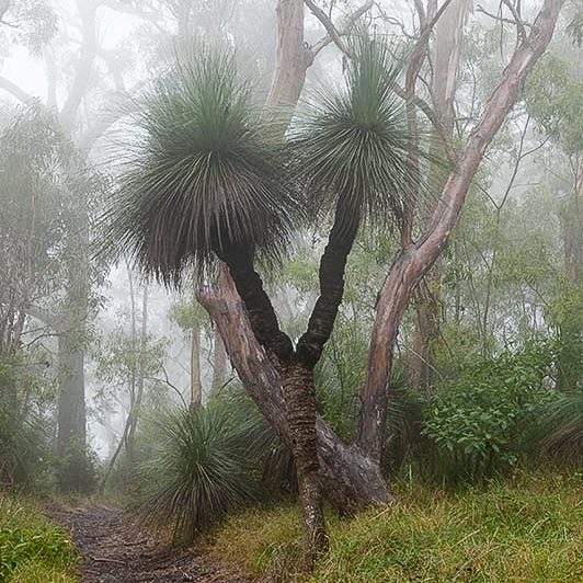 Grass Tree in mist - Bunya Mountains - Qld