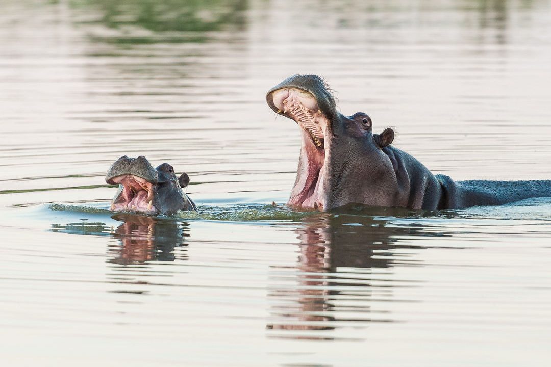 Hippo with baby