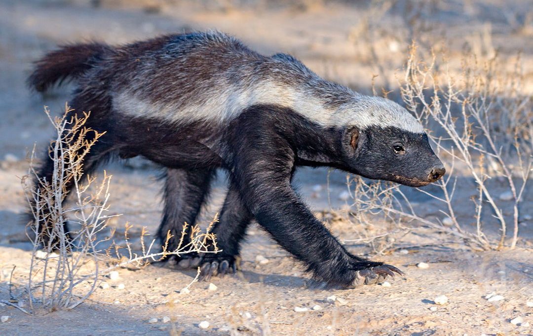 Honey Badger Honey Badger