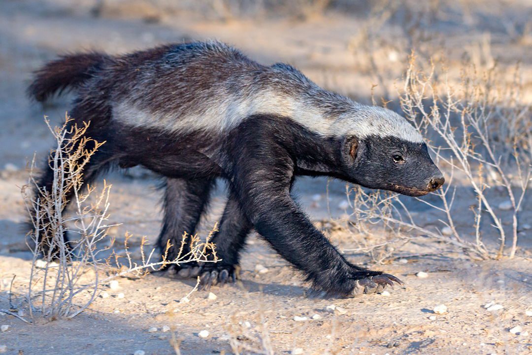 Honey Badger