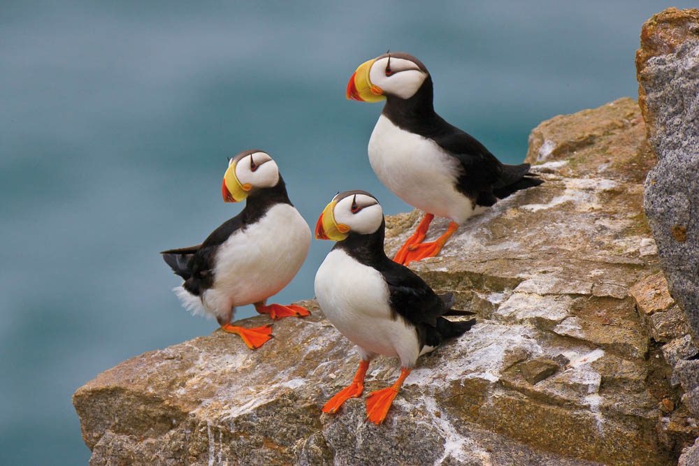 © J E Ross Horned Puffins (Fratercula corniculata), Kolyuchin Island, Chuko | 12 Day Russian Photography Tour